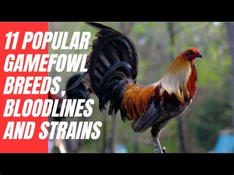 Popular Gamefowl Breeds, Bloodlines and Strains: A .